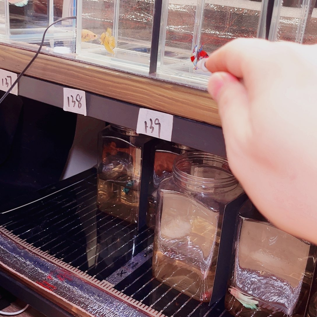 1***誉斗鱼宙斯斗鱼竞拍11-08