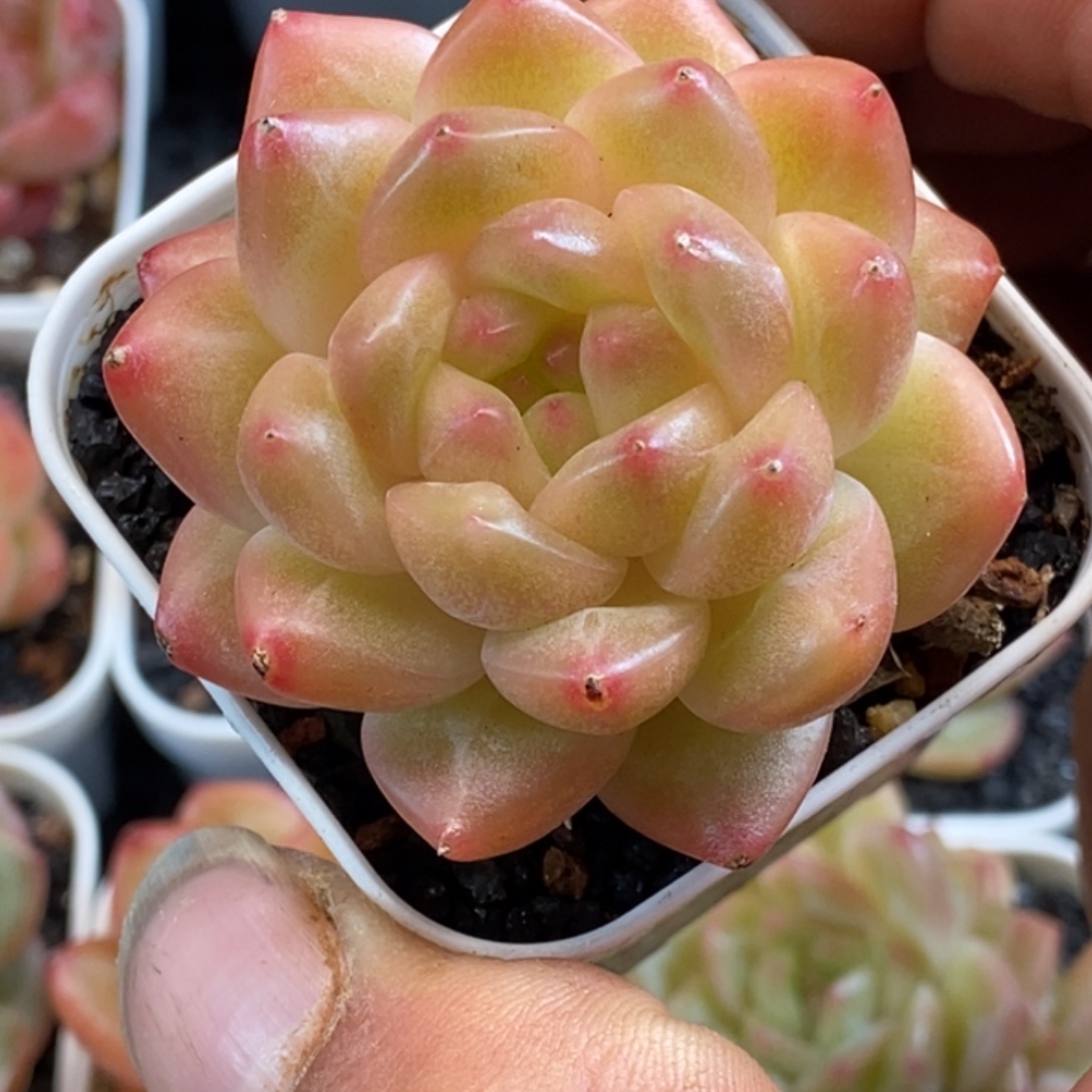 天官赐福百无禁忌