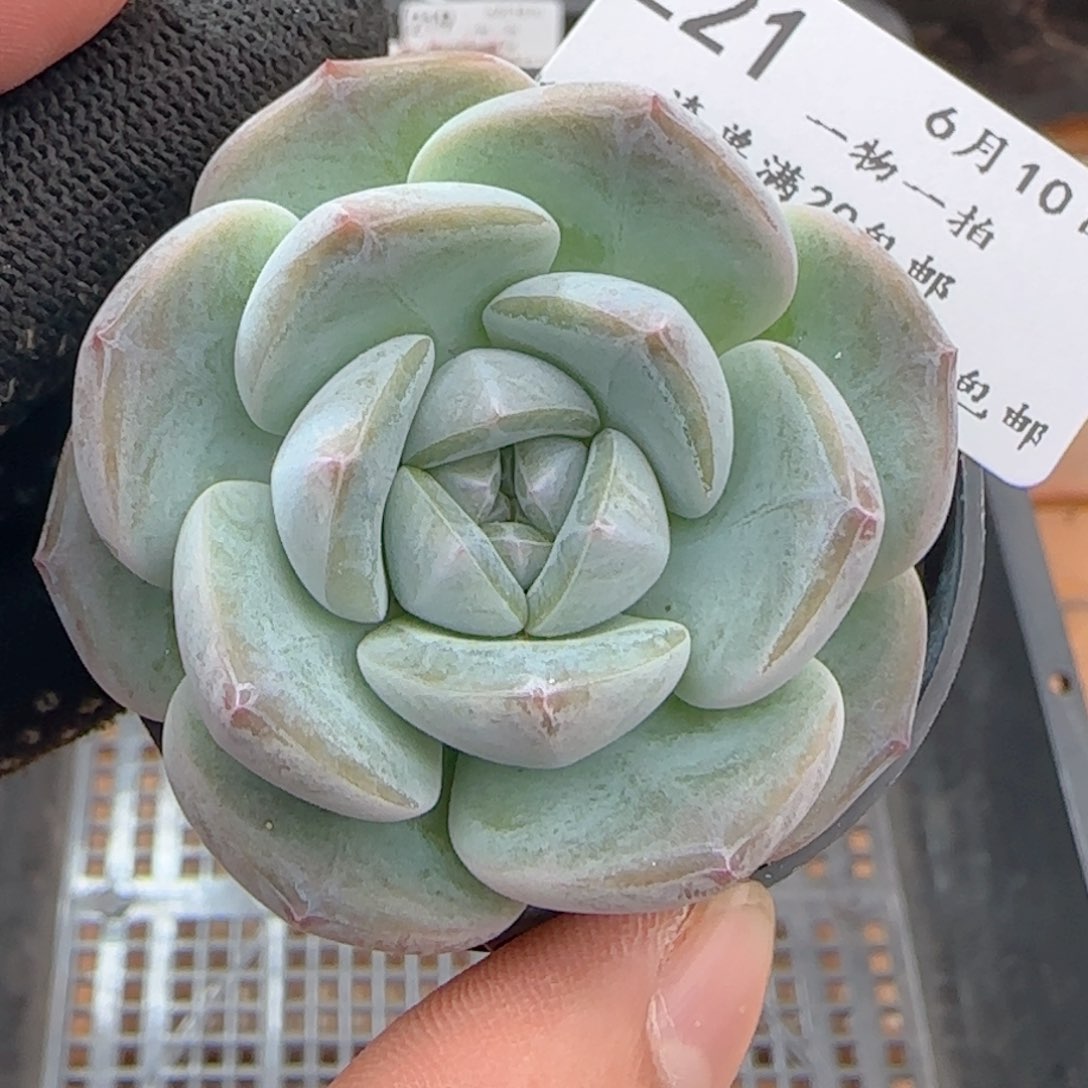 0610-221暗纹糖心