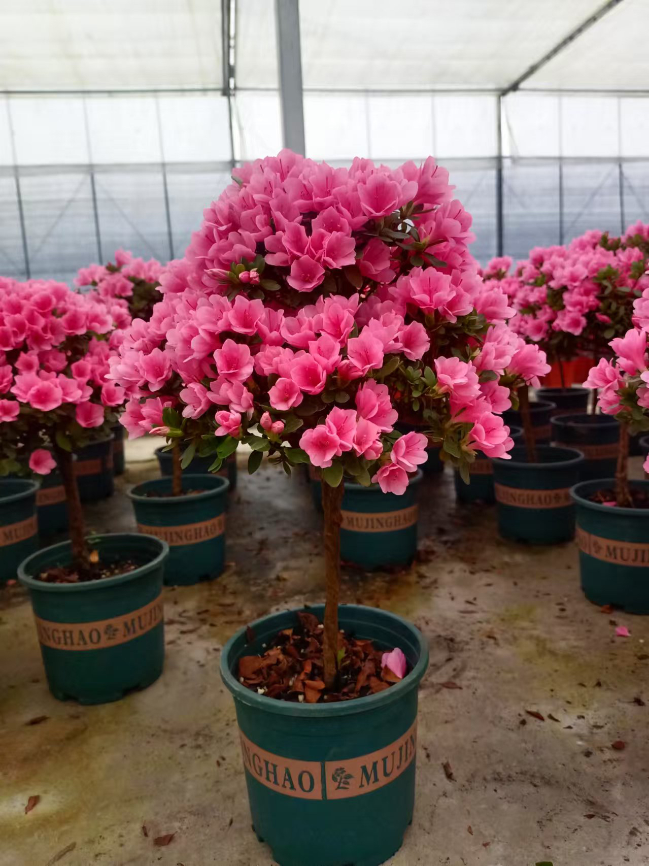 杜鹃花棒棒糖盆景（大）