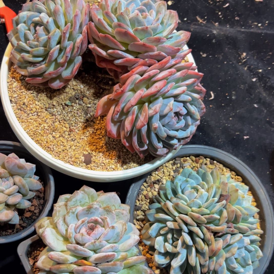 新年快乐 新年快乐