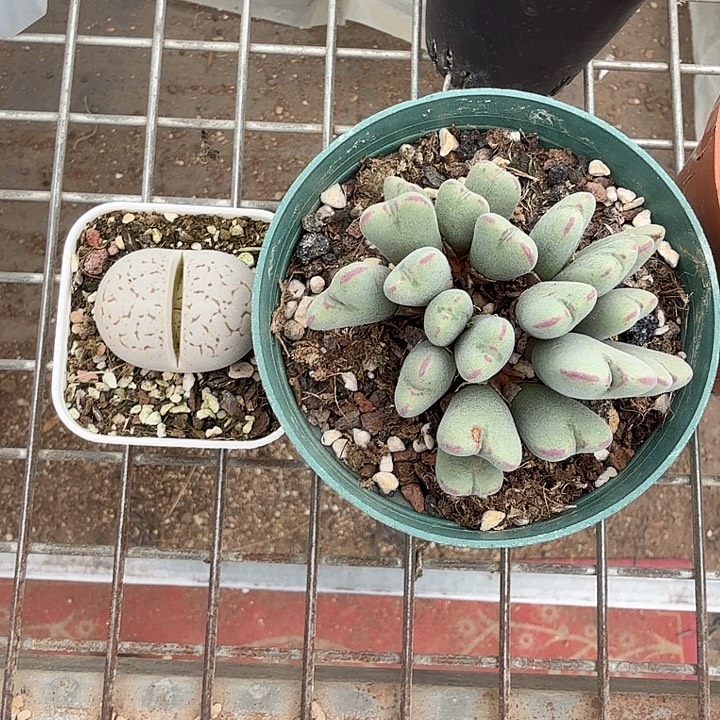 真***珍肉锥组合2盆仙人球