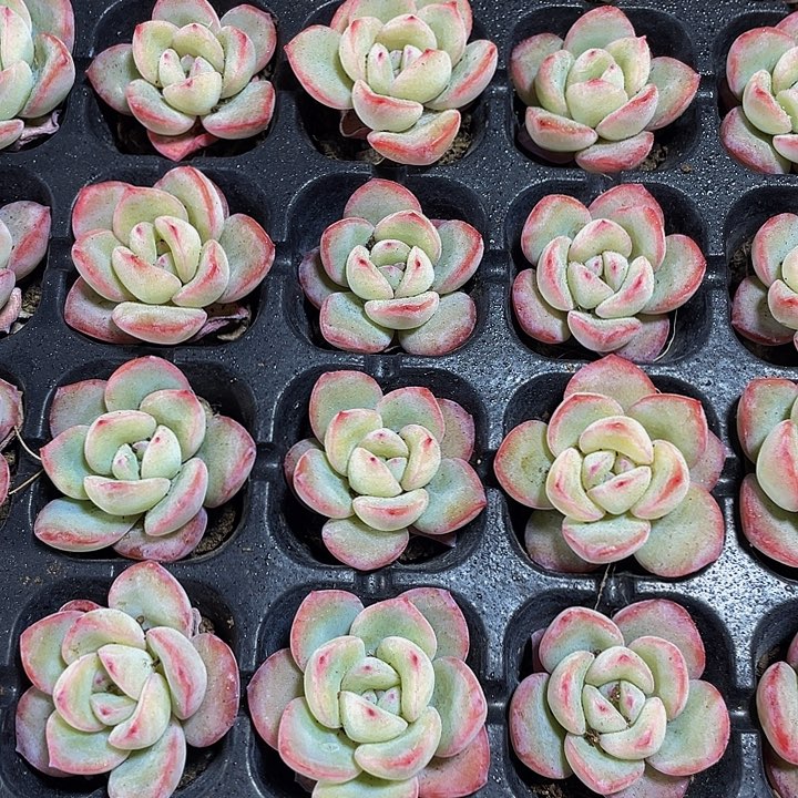 小泡芙1元带土发货