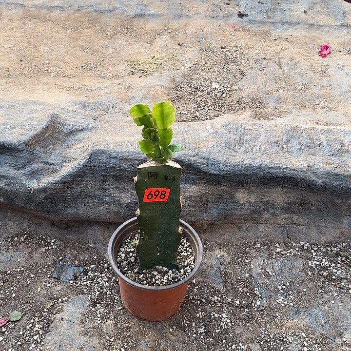 新***哥698嫁接蟹爪兰：阿尔法（随单、无花苞）