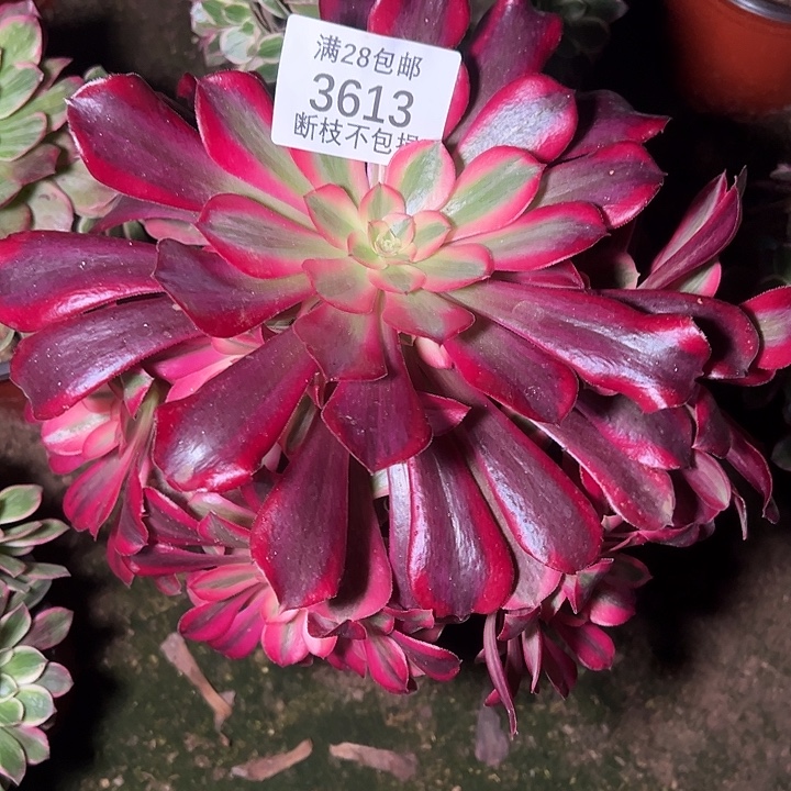 3613美杜莎多肉植物