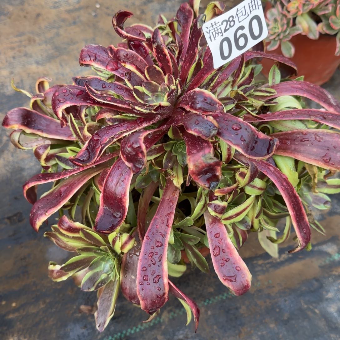 欧佳丽多肉060满28包邮断枝不包