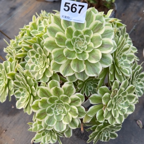 567碧浪30厘米左右