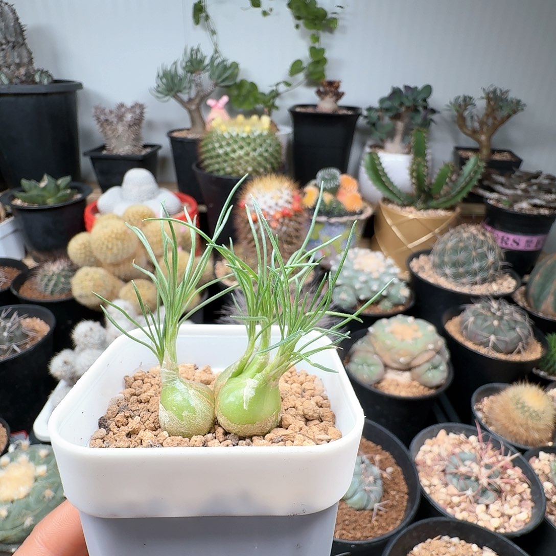 580泰迪海葱带盆发货