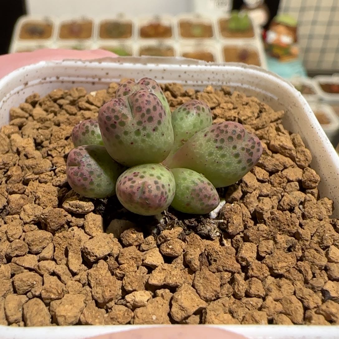 肉锥多肉植物组合-草莓斑马有疤1217