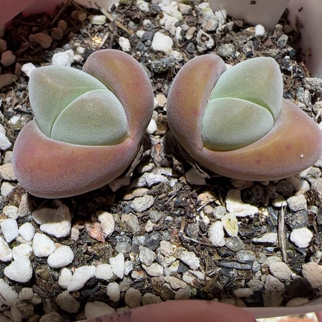 肉锥多肉植物百科-992