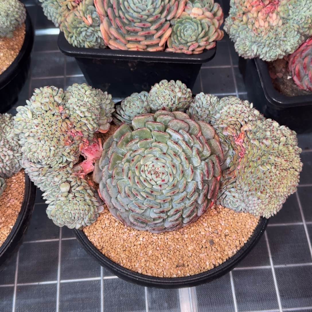 从前慢花园精选白胖子缀