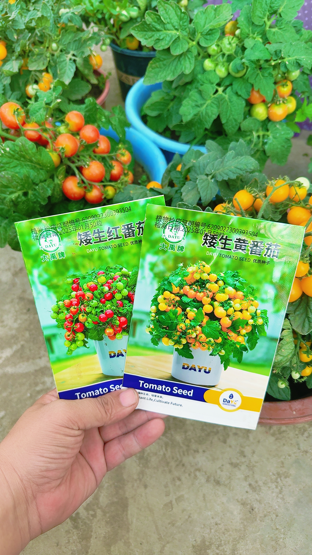 盆栽矮生红黄番茄种子每袋50粒