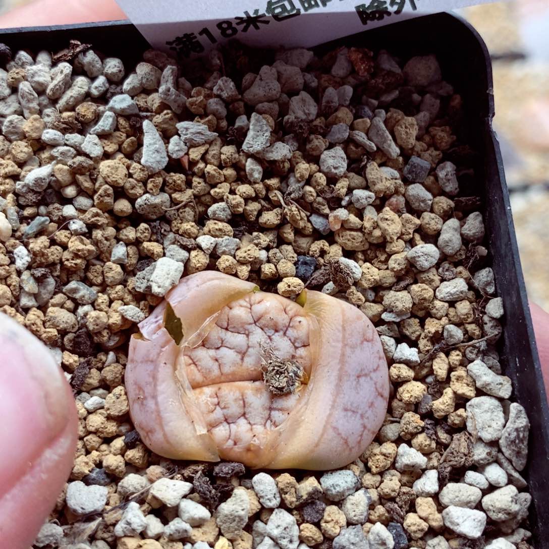 我的小姐姐们都是我的064