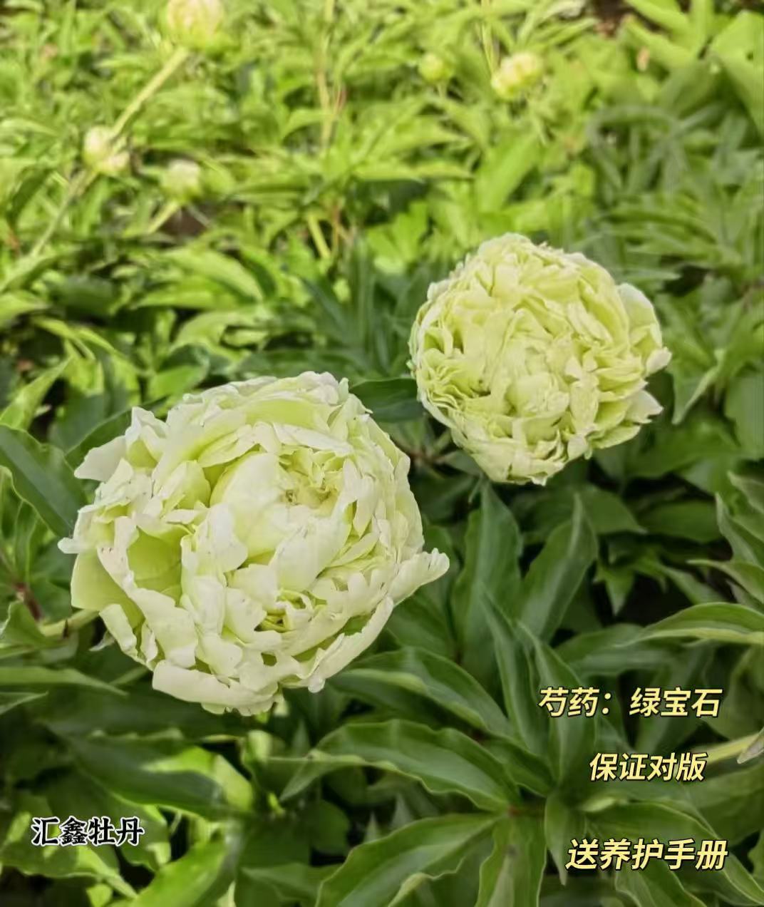 【绿宝石】绿色系山东菏泽基地直发适宜地栽盆栽庭院种植观赏植物