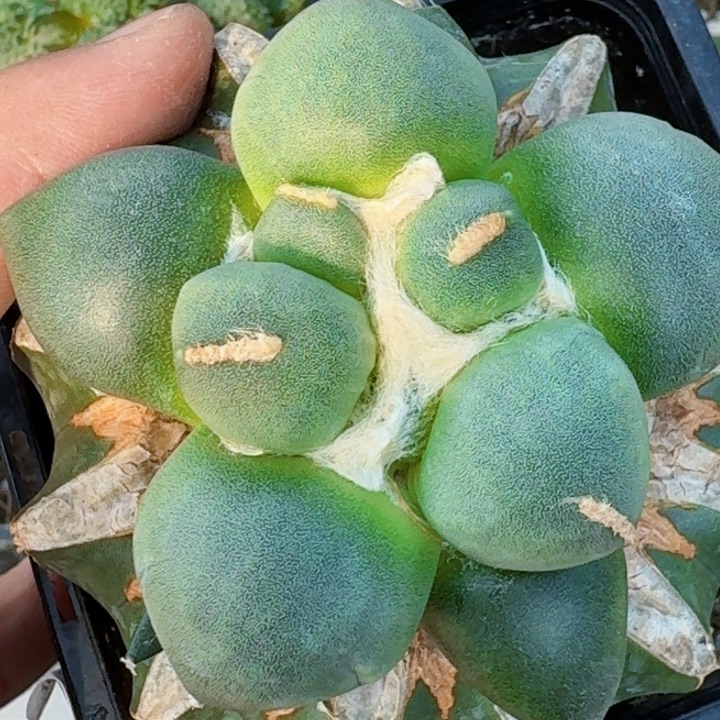 无花朵福利苗接光面蛋尤722