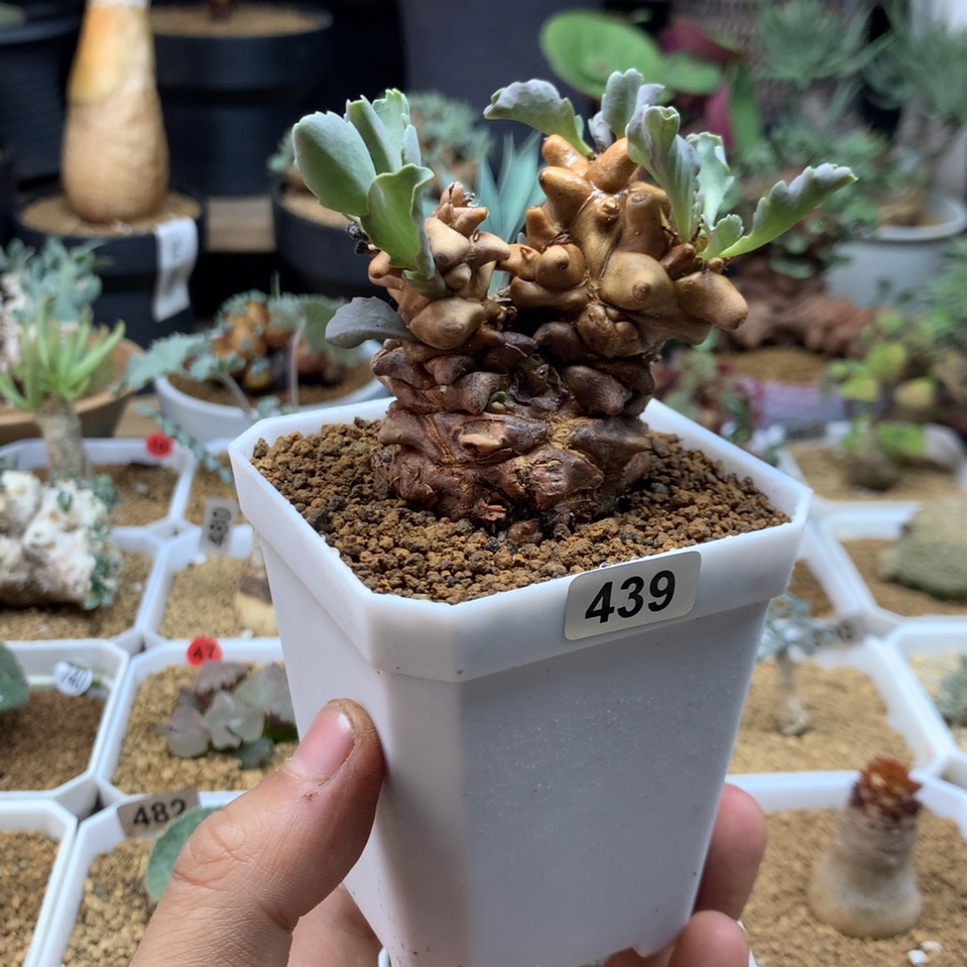 蛮鬼塔厚敦菊母本多肉带盆439