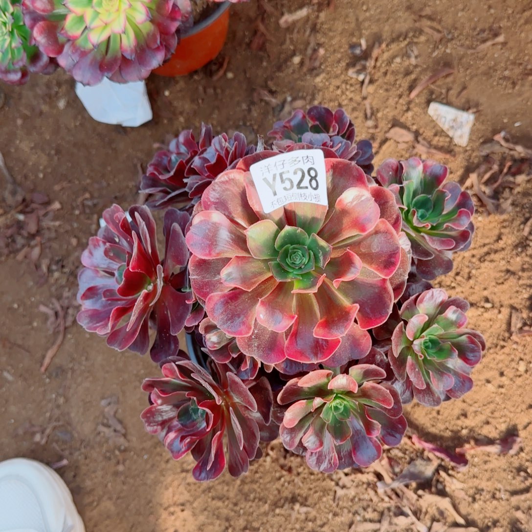 爱神法师528冠幅22