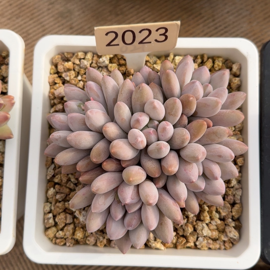 2023。       香水宝贝肉