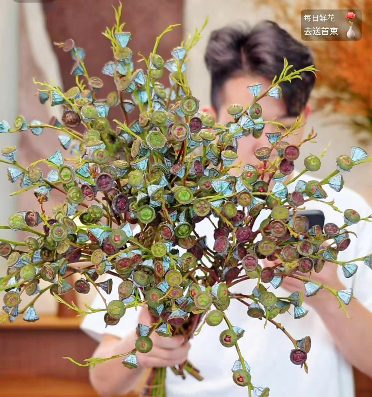 宝石尤加利老果桉树果可干插干放做干花家用客厅插花云南直发