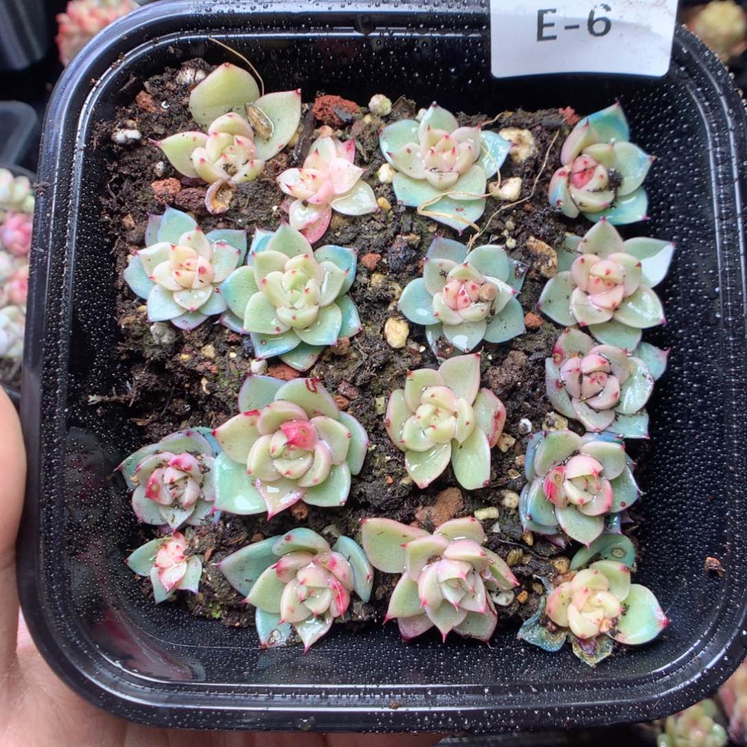 无花朵E6 玉玲珑yyyy