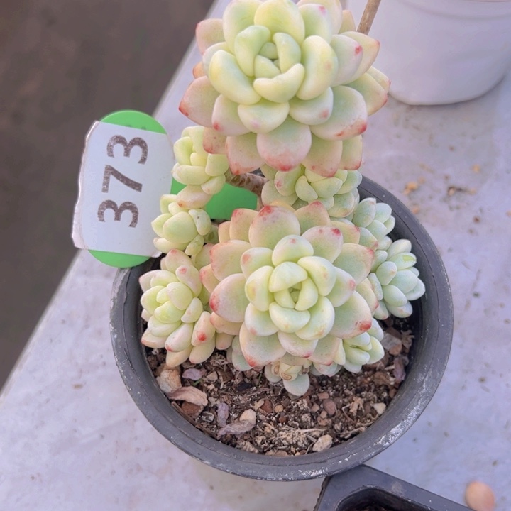 健健康康平平安安