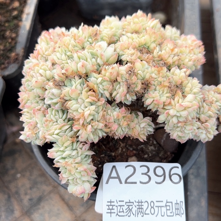 幸运的是我的朋友