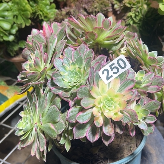 H***Y多肉植物一个万花筒250