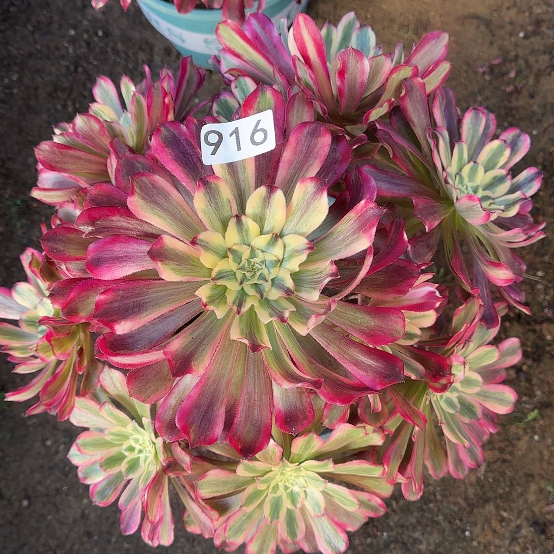 多肉植物法师波斯916