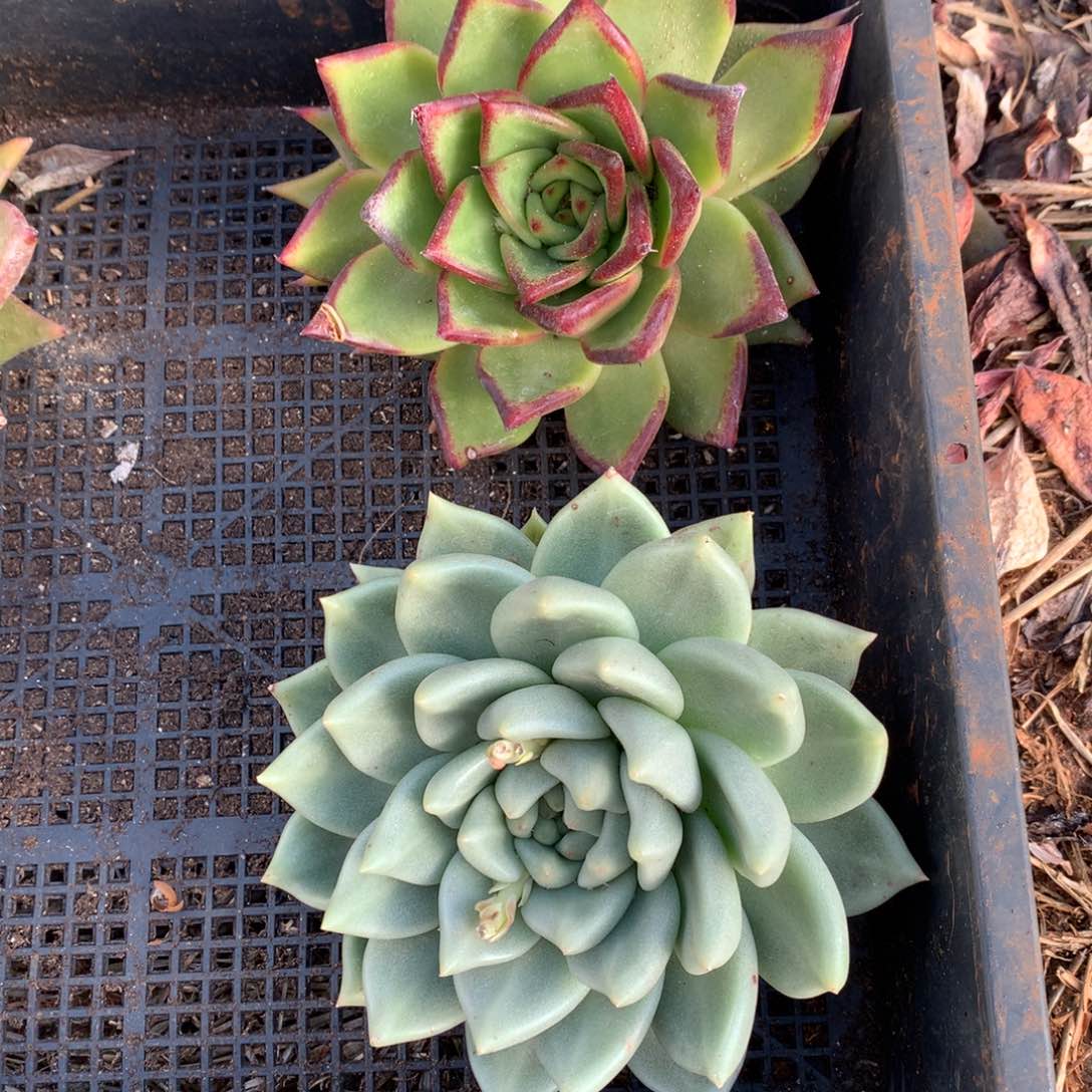 群生断枝不包售后