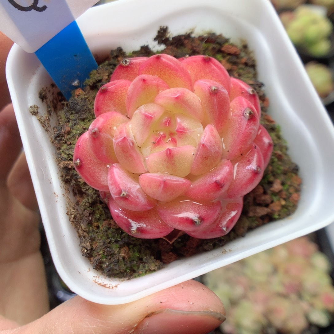 无花朵Q68。yyyyyyy