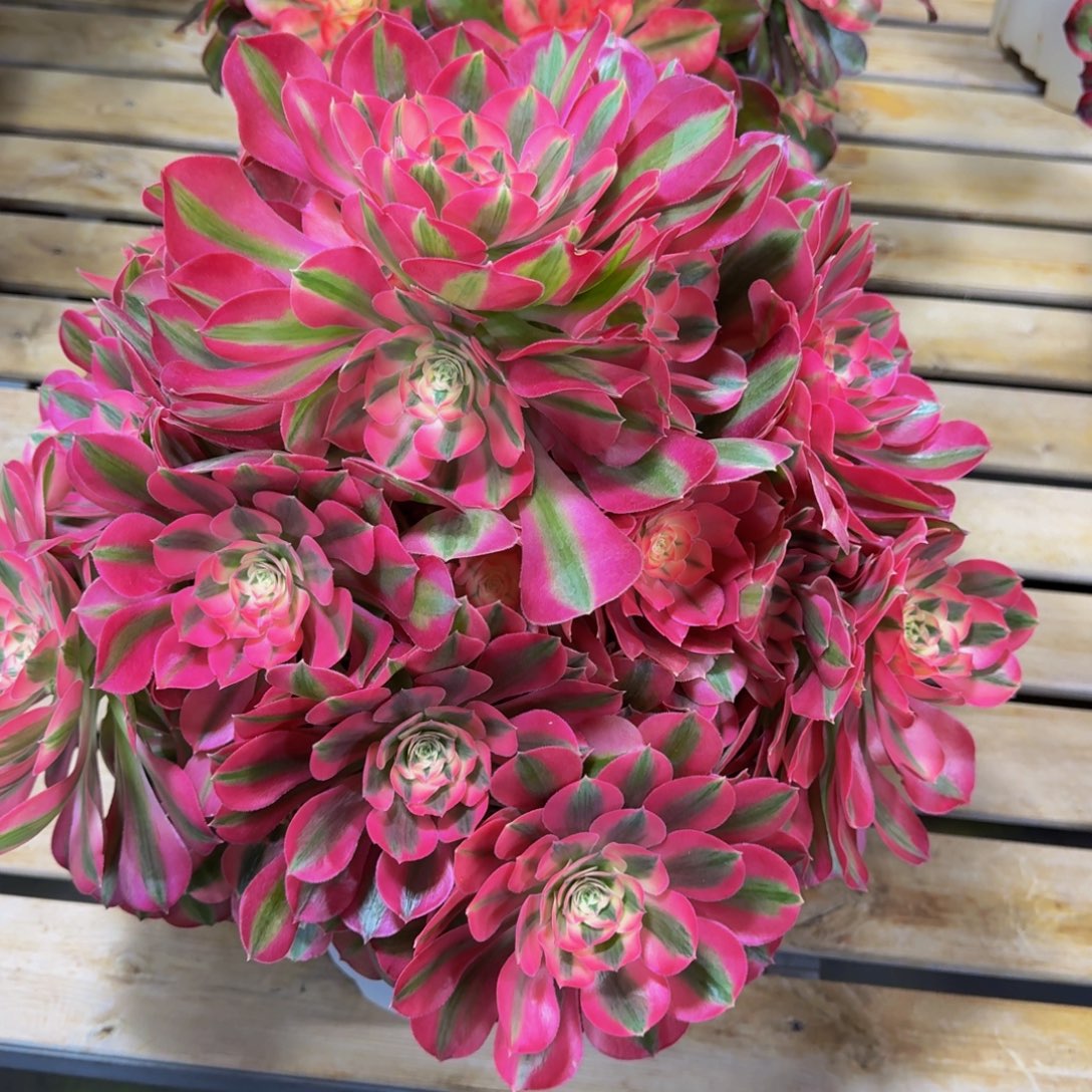 徐***姐粉女巫精品法师锦