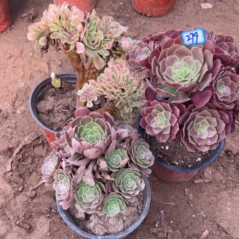 279多肉植物组合，