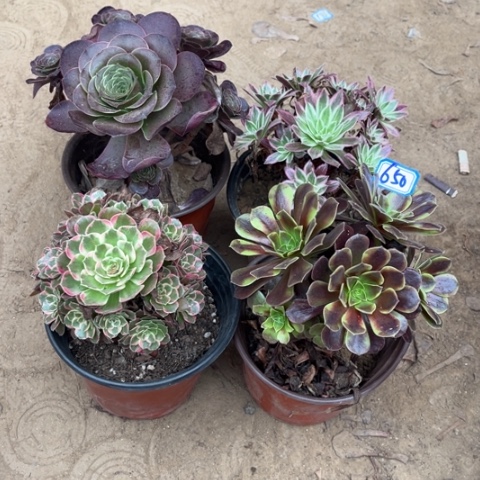 650多肉植物组合，