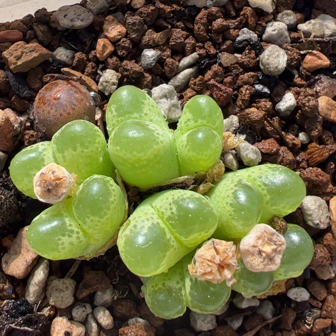 482多肉植物纤维