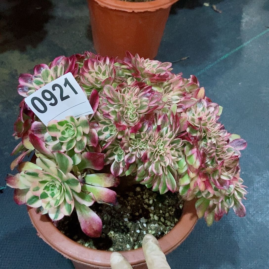 红陶0921倾城缀4多肉冠服20以上