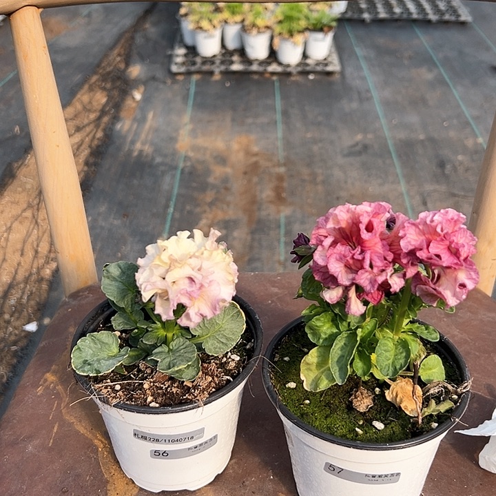 木抖音直播闪拍56/57