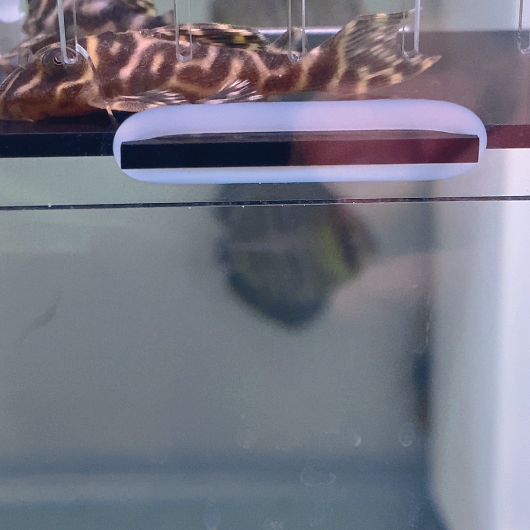 清道夫鱼11号异型