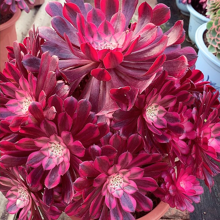 红铜白捧花啊阿啊阿啊