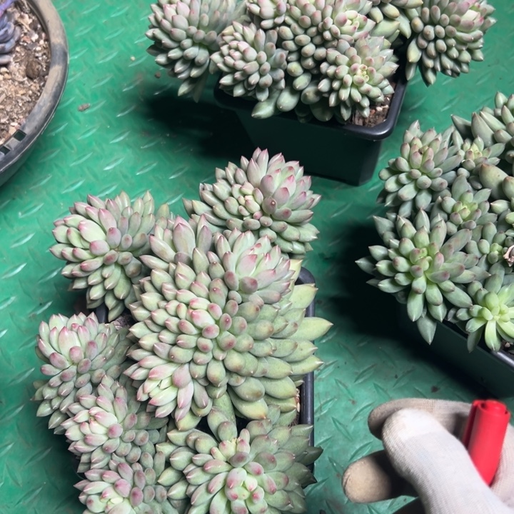 云欣多肉植物岩子