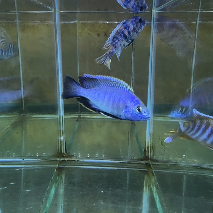 养***人海水鱼193号1111111