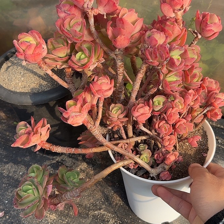 火焰玫瑰652 多肉植物一物一拍