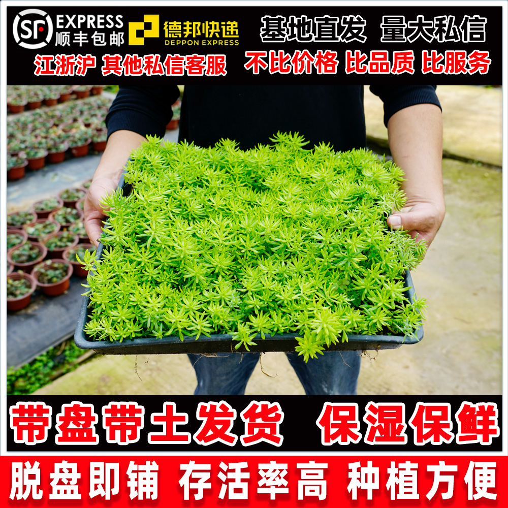 佛甲草多肉成品方盘苗耐寒四季常绿庭院地被绿植屋顶绿化玉龙草