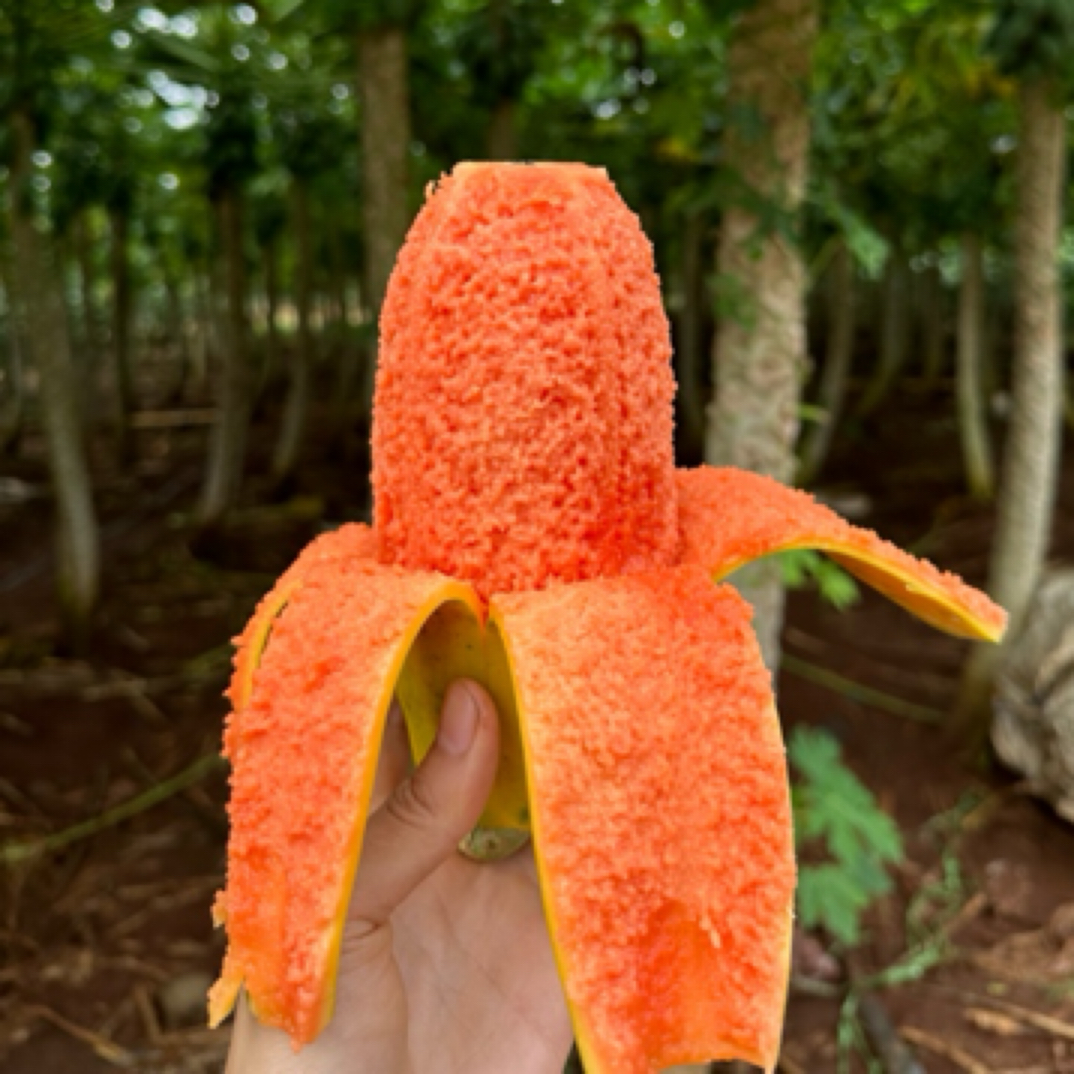 《雷州木瓜》红心冰糖木瓜 清甜多汁 自然熟 产地直发包邮