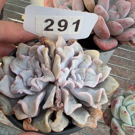 291 一物一拍多肉