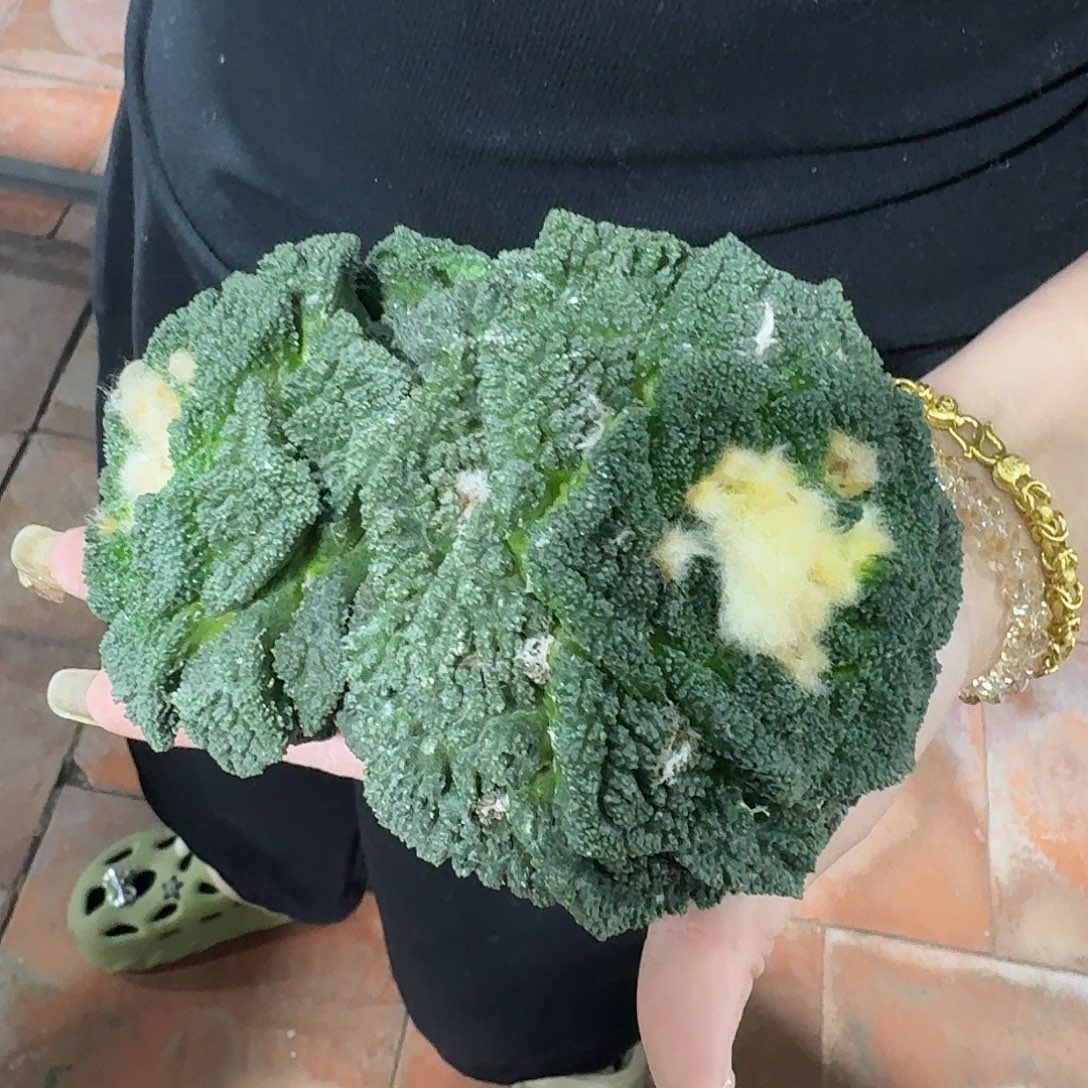 自根三头哥斯拉，暂未开根