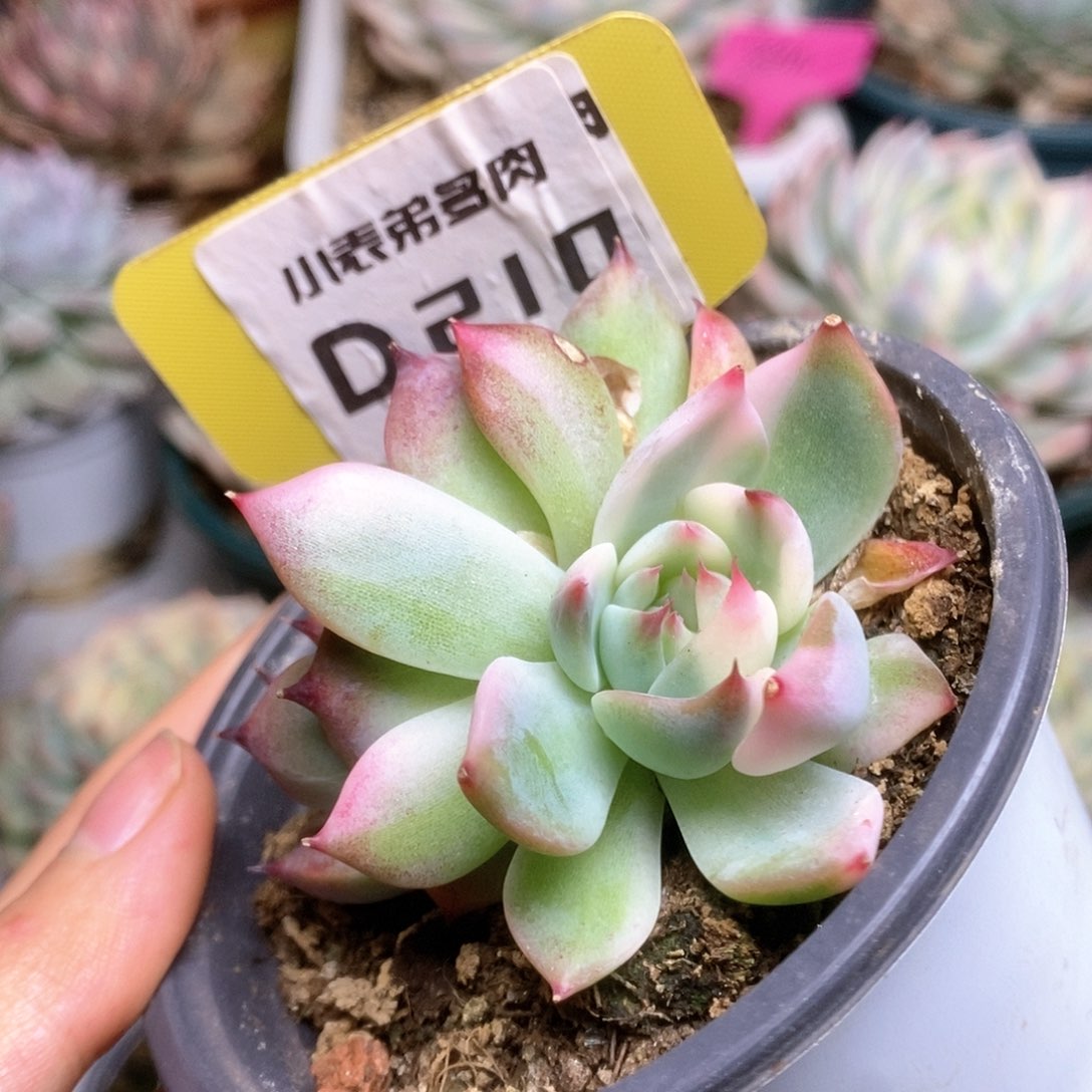 D210锦锦锦锦锦锦