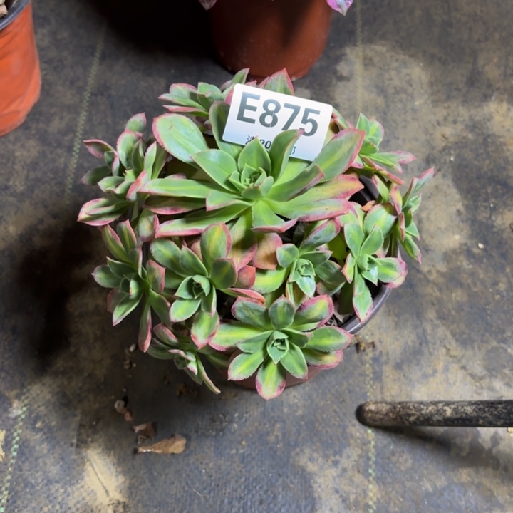 瑞妈，。。。。。。875星颖，