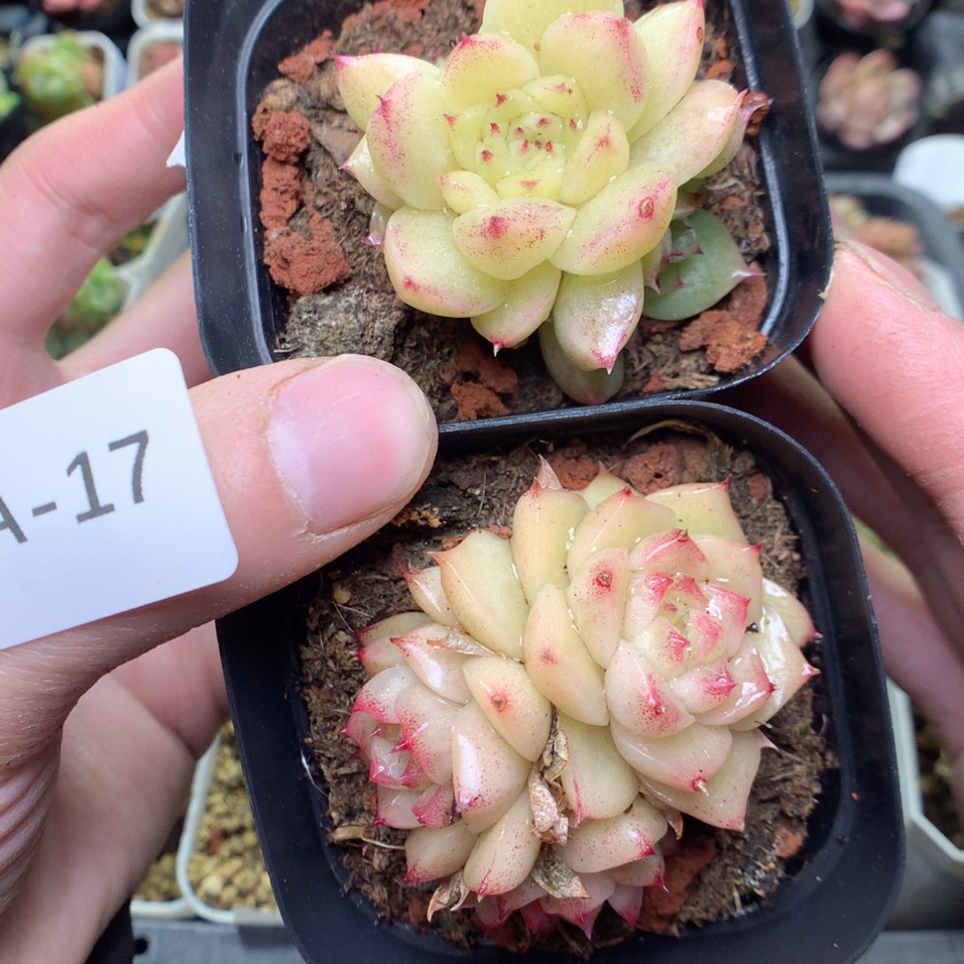 A17y y y y y y y y y