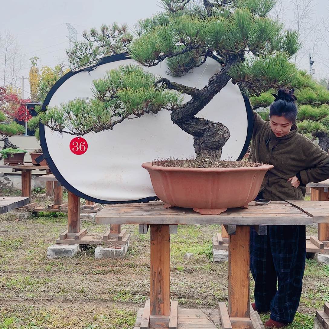 绿***千无花朵盆景直播间