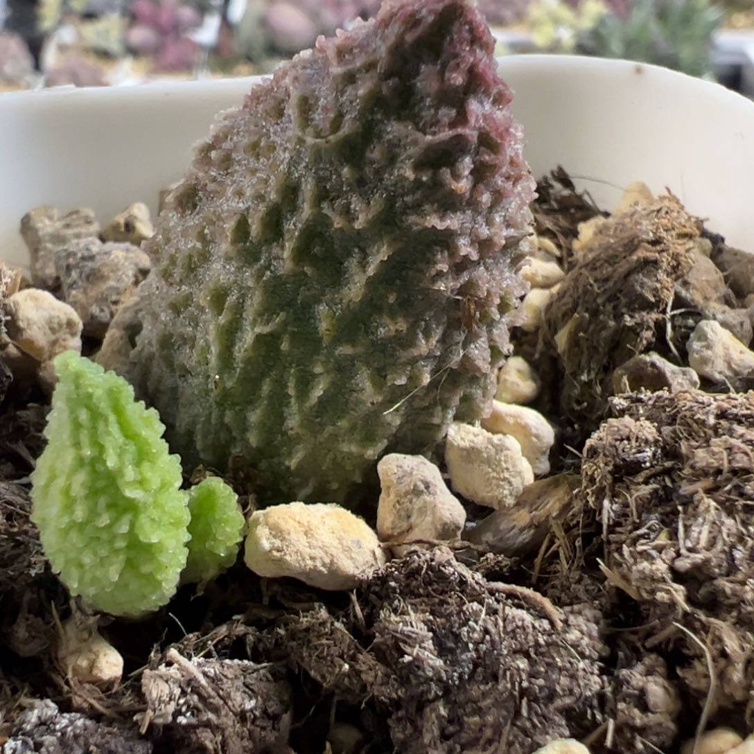 绿youling大苗多肉植物爆炸纹